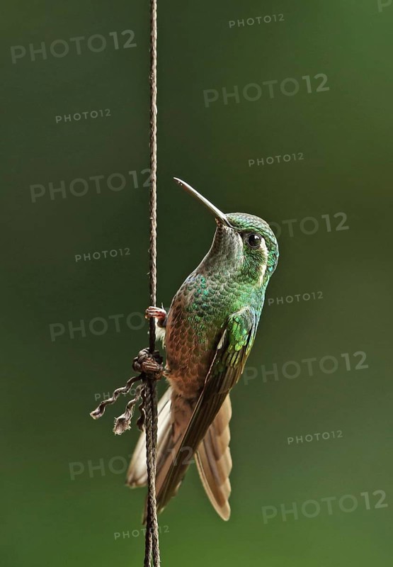Green-breasted Mountain-gem