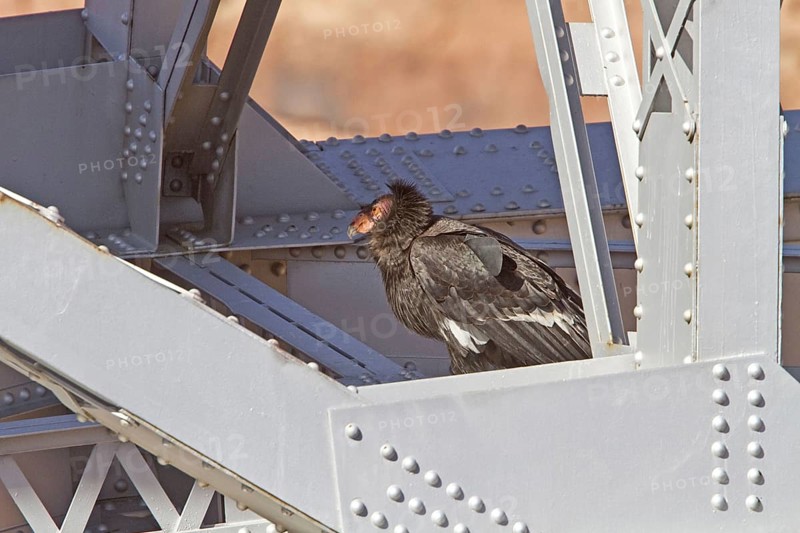 California Condor