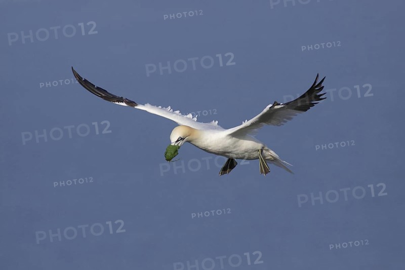 Northern Gannet