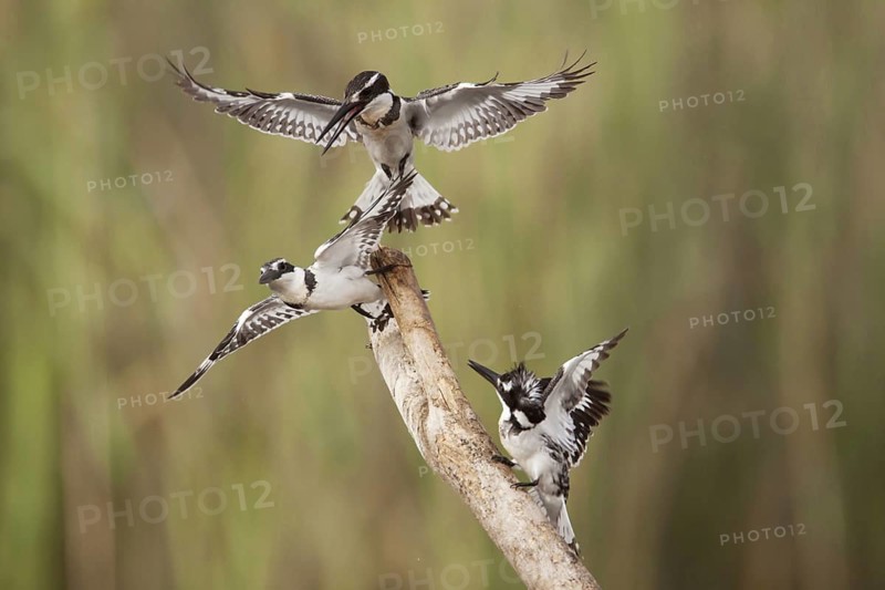 Alcedo rudis