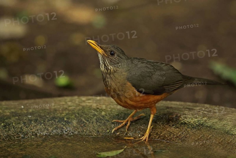 Olive Thrush