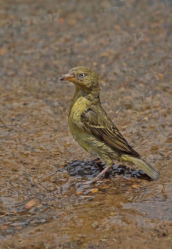 Cape cape weaver