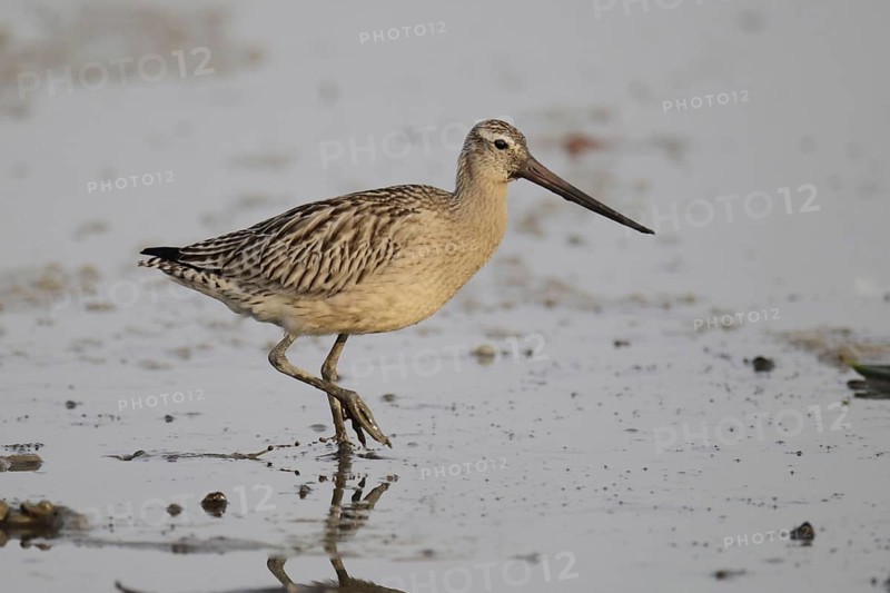 Black-tailed Godwit