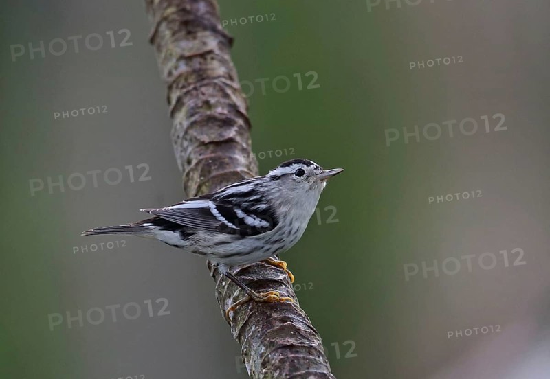 Black-and-white warbler