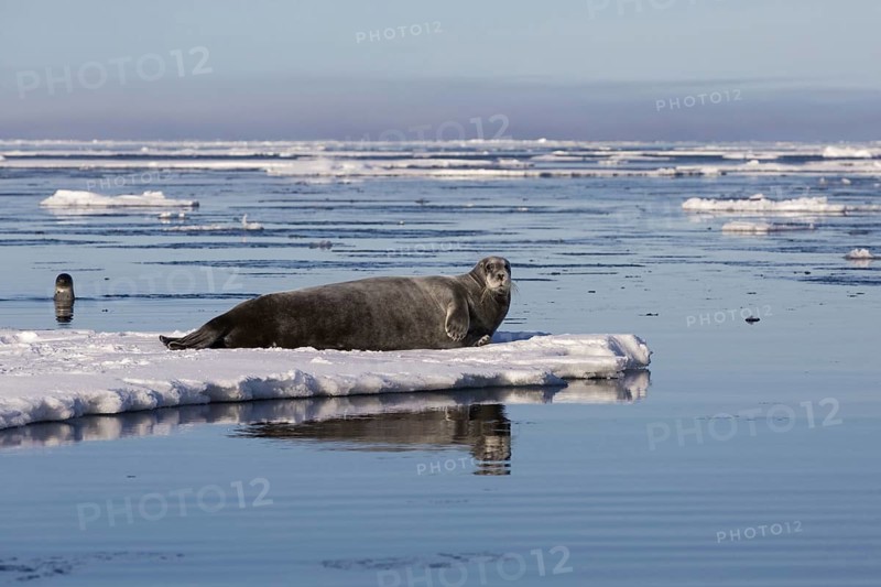 Bearded Seal