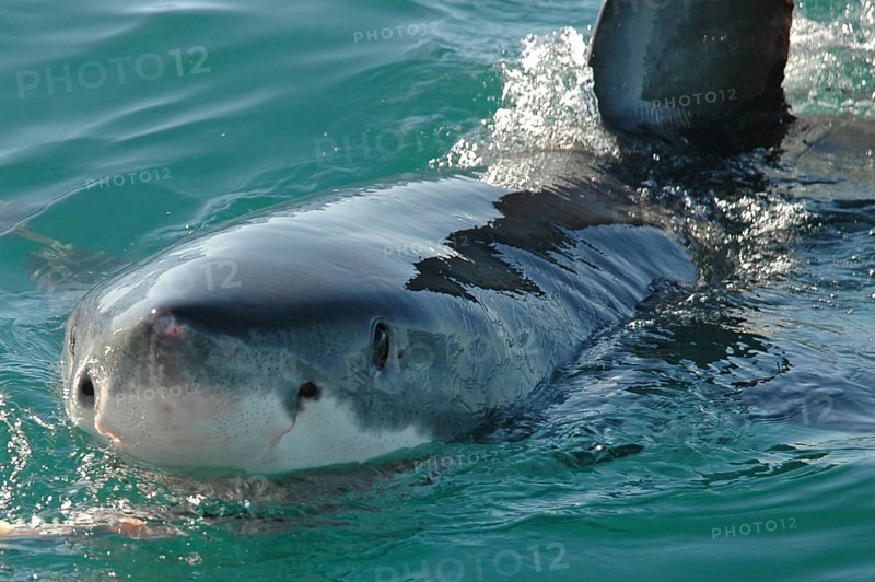 Adult great white shark