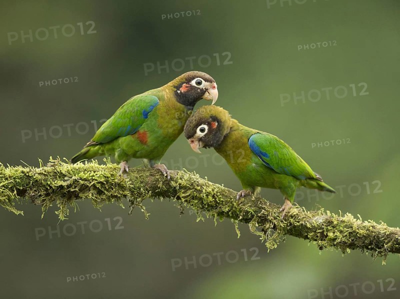 Brown hooded parrot