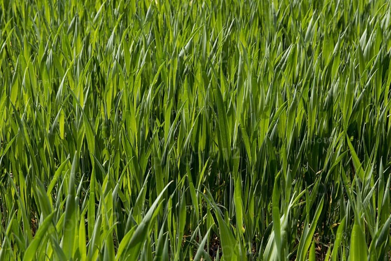 Young bearded wheat crop at stage 30