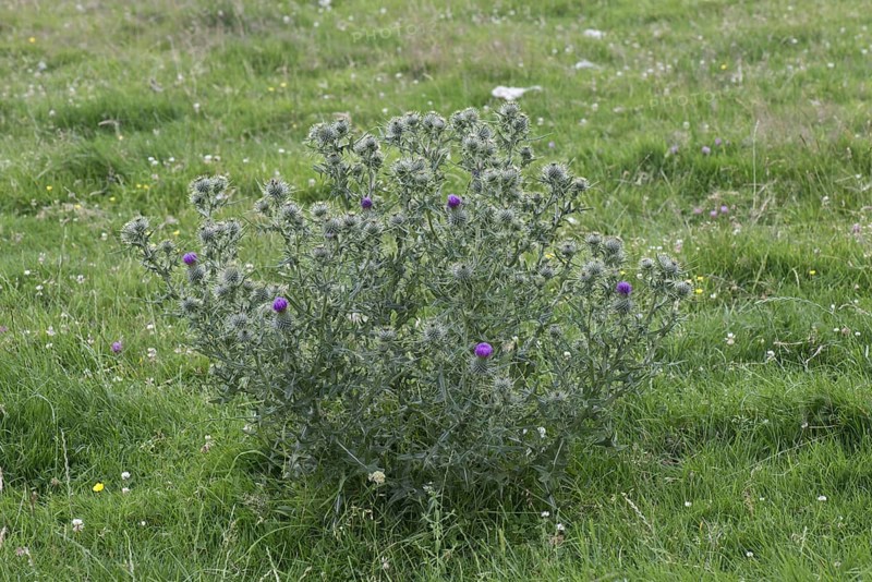 Flowering spear thistle