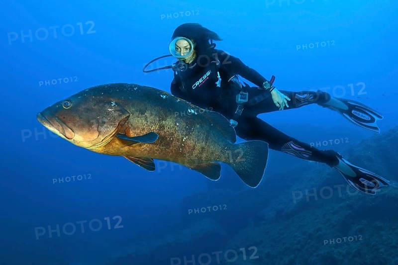 Dusky grouper