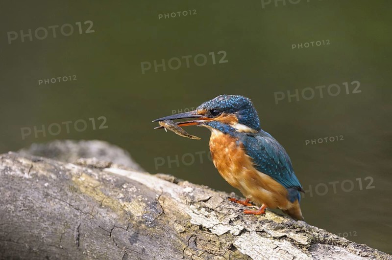 Common Kingfisher