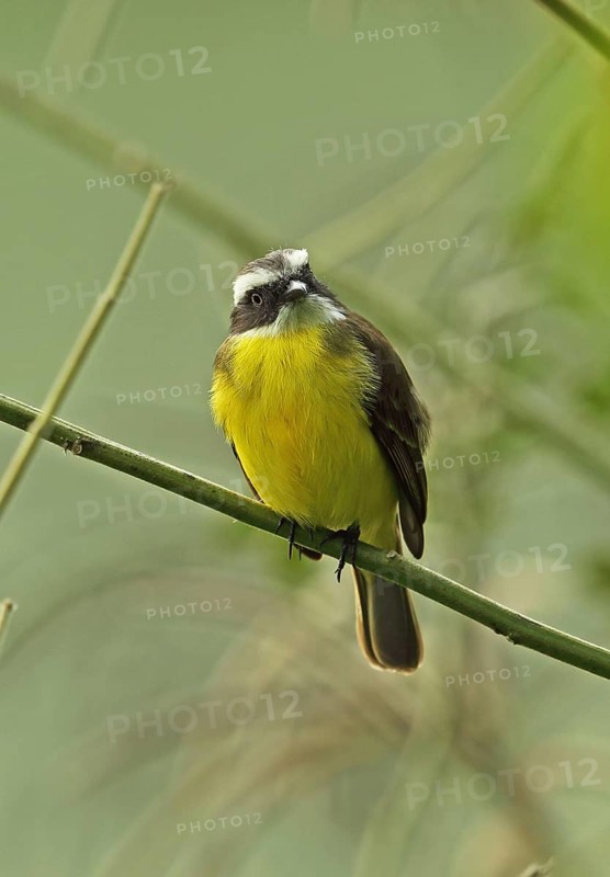 Social Flycatcher