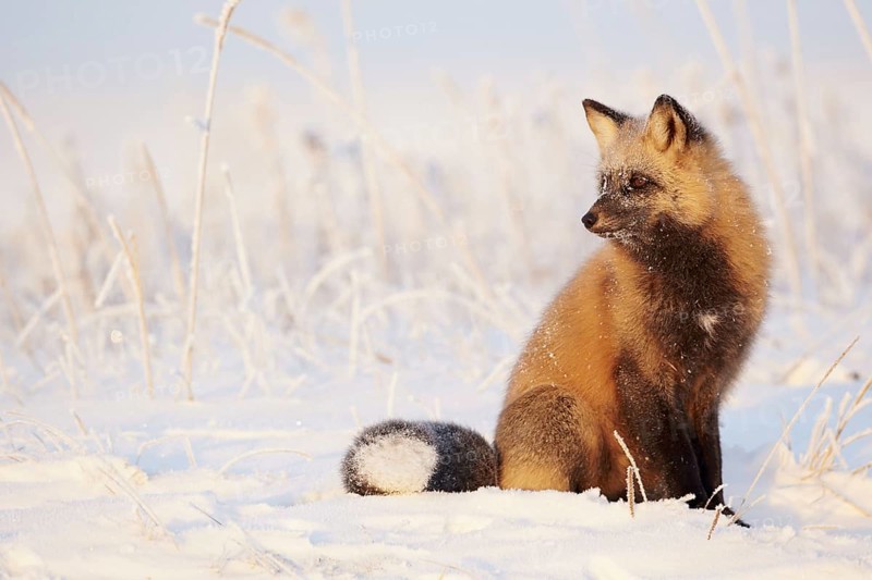 American red fox