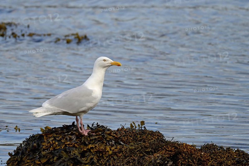 Glaucous Gull