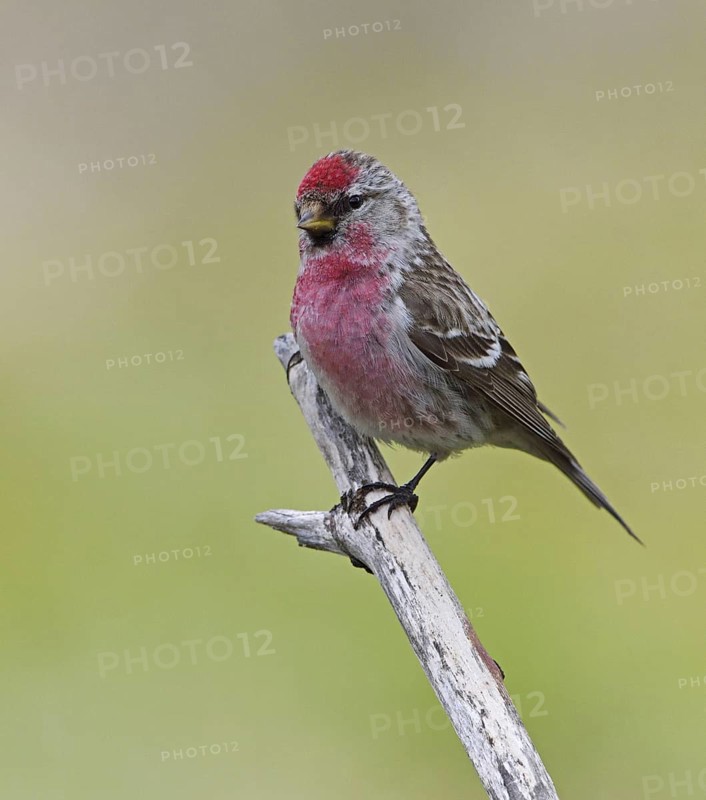 Common Redpoll