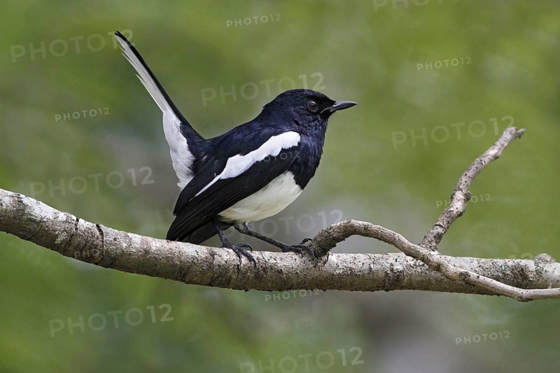 Oriental Magpie-robin