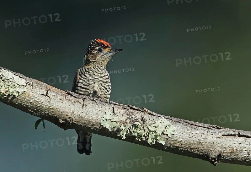 White-banded Pygmy Woodpecker