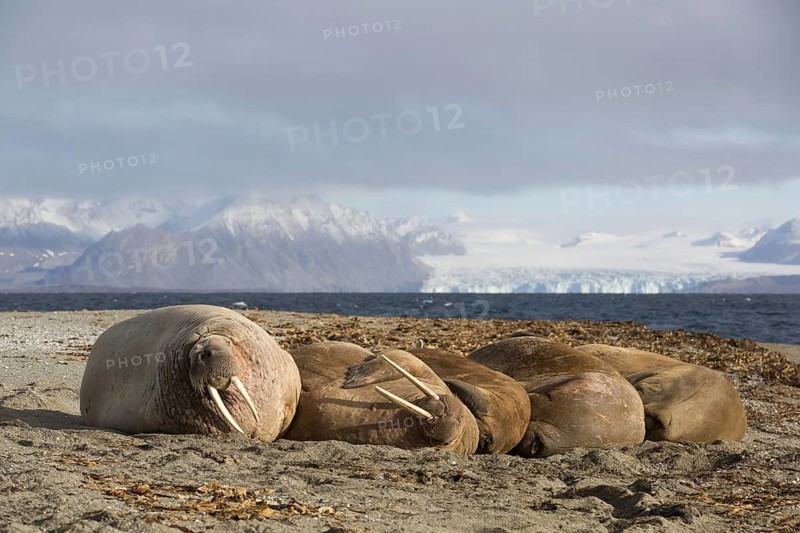 Atlantic Walrus
