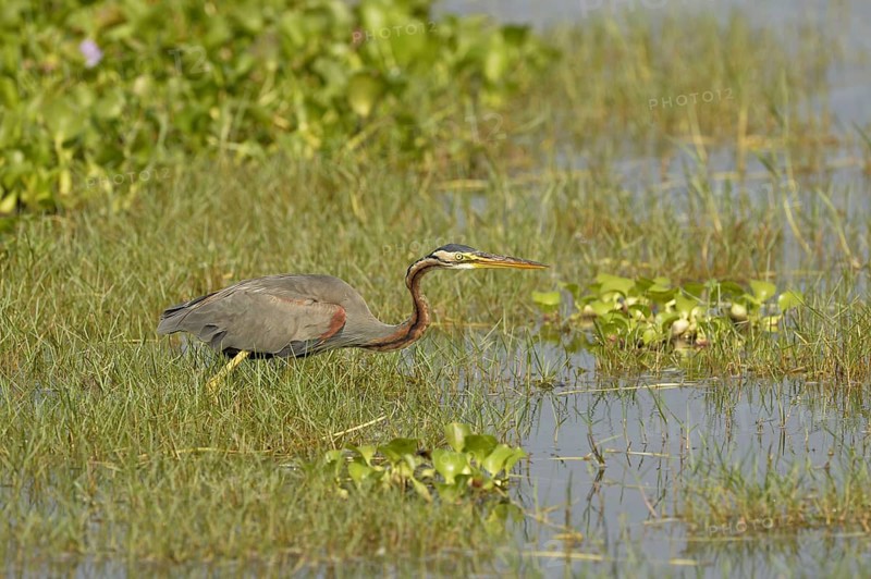 Purple Heron