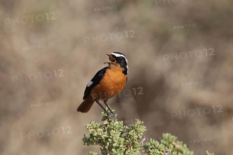 Moussier's Redstart