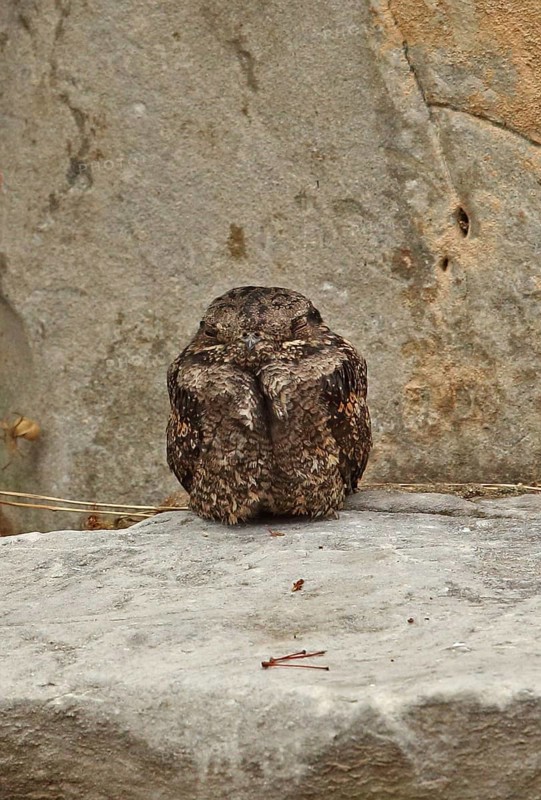 Grey Nightjar