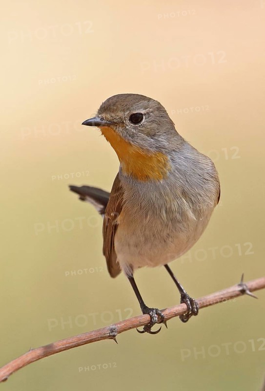 Taiga Flycatcher