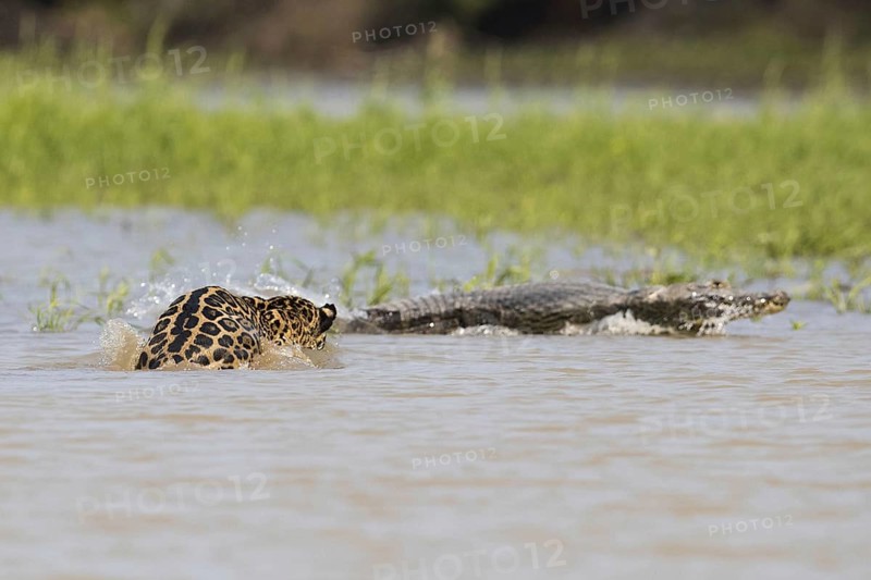 South american jaguar
