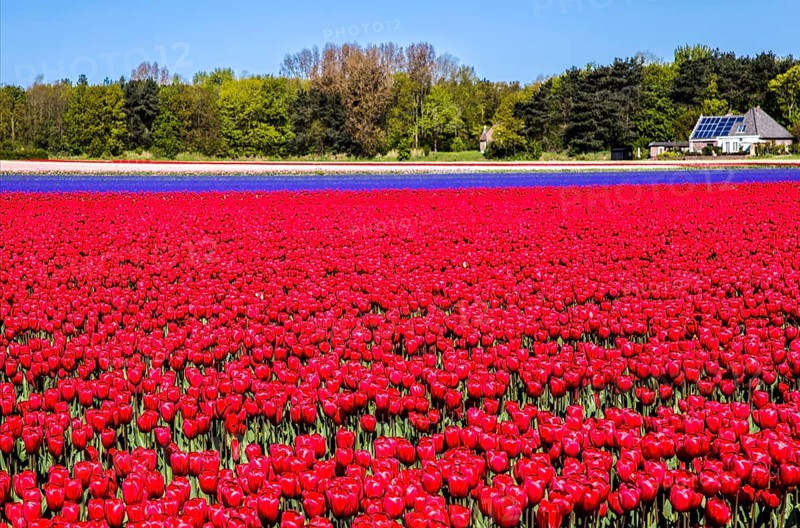 Flowering tulip fields
