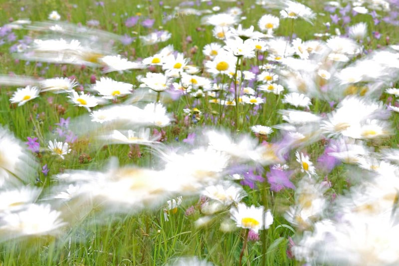 Blur experiment on a flowering meadow in summer