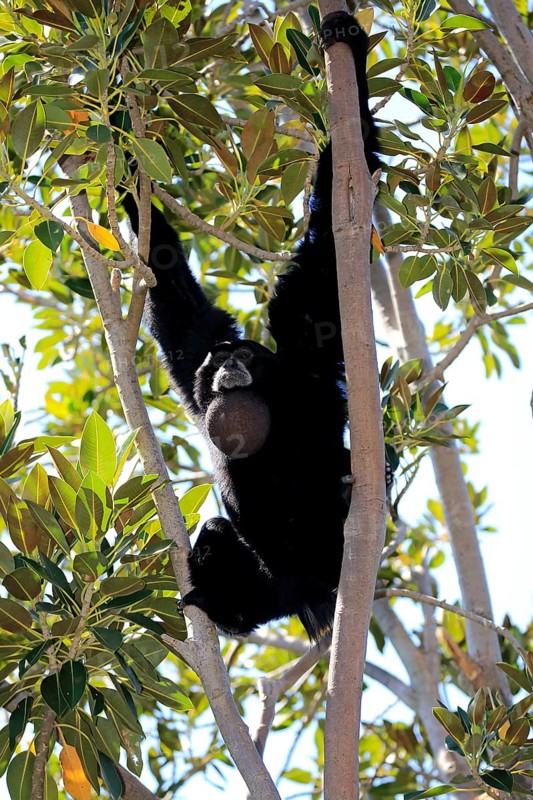 Siamang