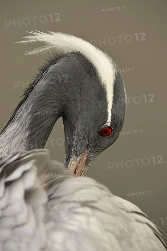Demoiselle demoiselle crane