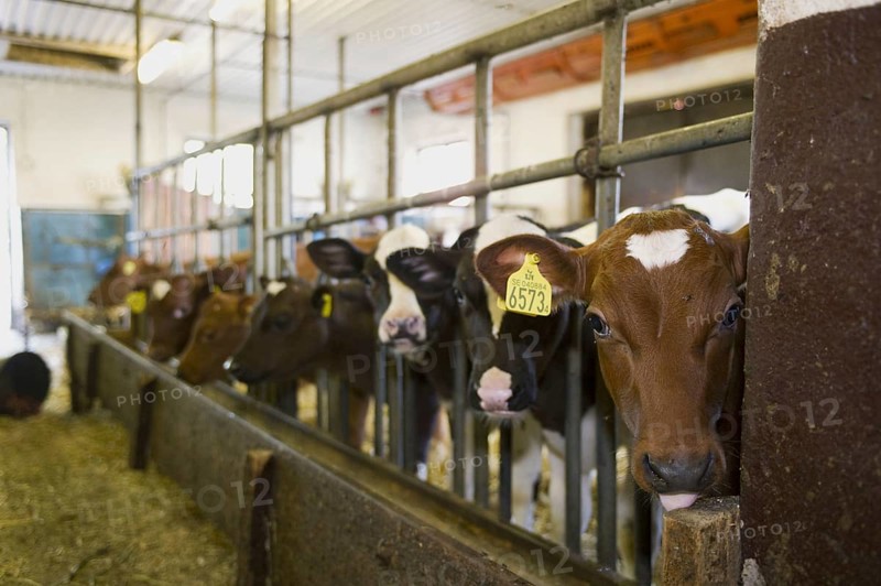 Domestic Cattle