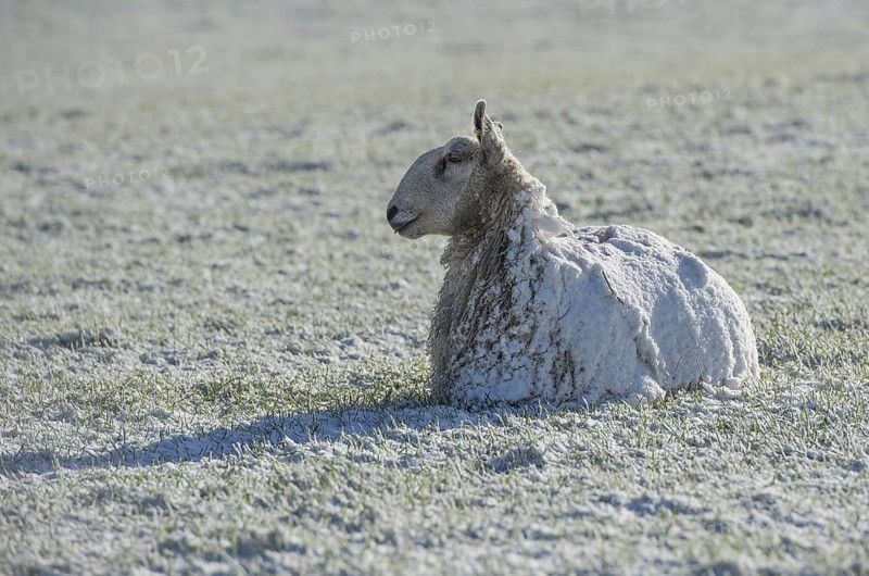 Domestic sheep