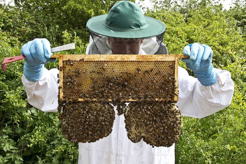 Western honey bee