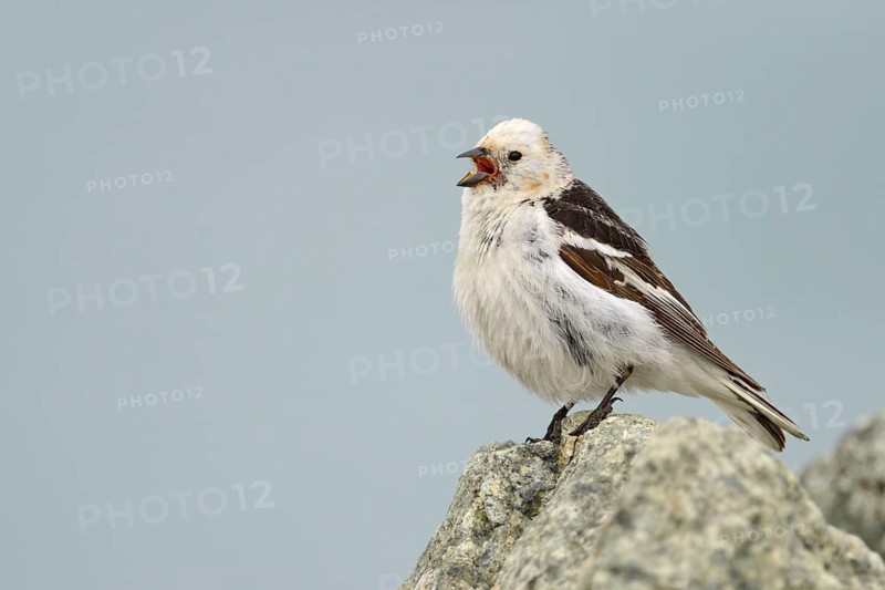 Snow bunting