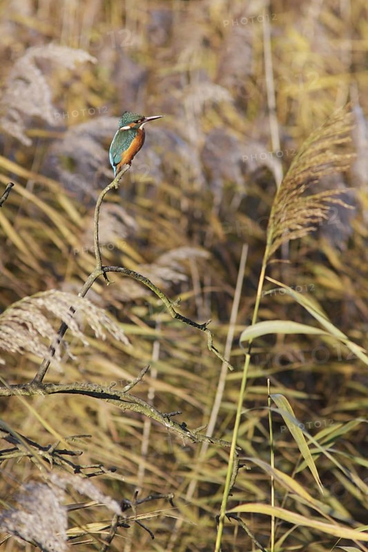 Common Kingfisher