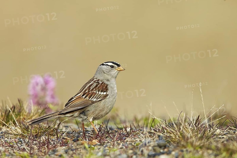 White-Crowned white-crowned sparrow