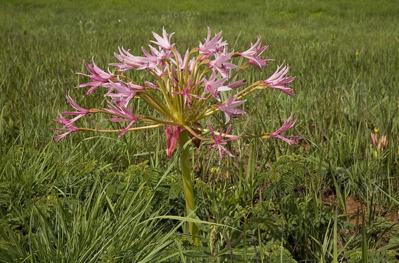 Natal Candelabra Flower