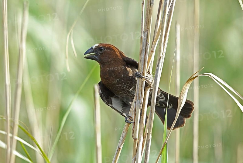 Thick-billed Weaver