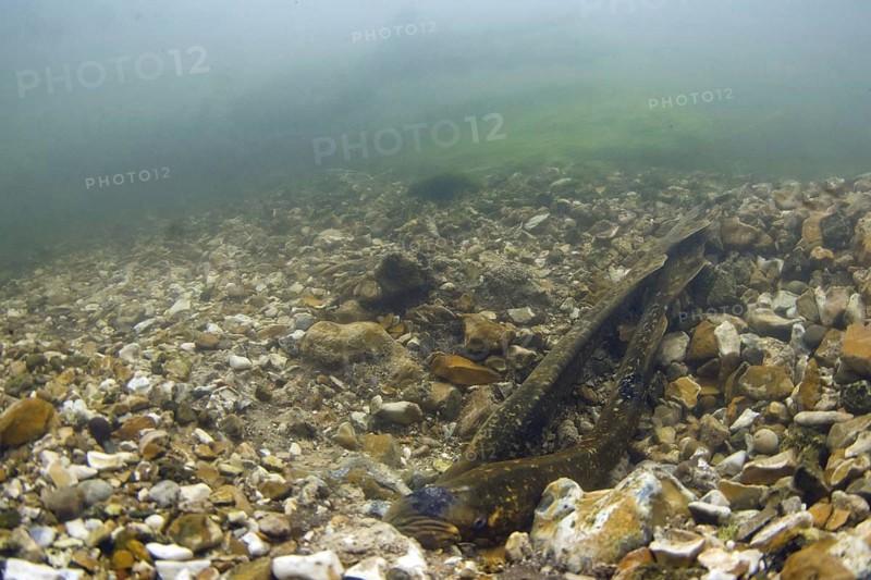 Sea Lamprey