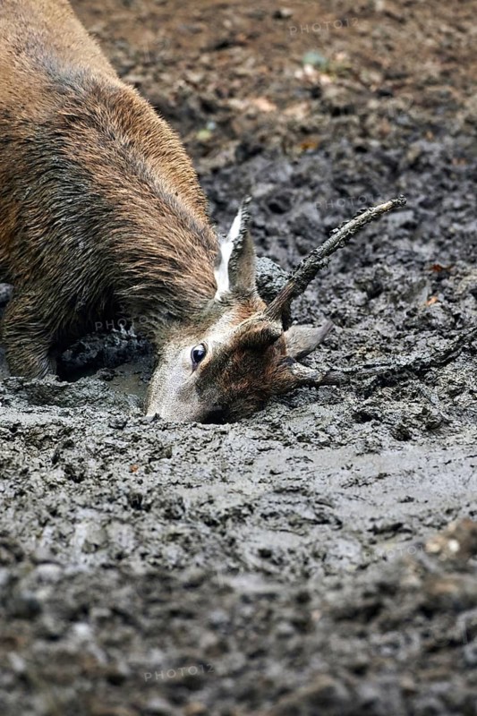 Red deer