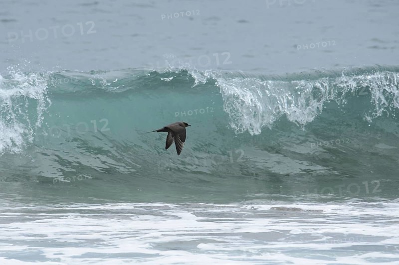 Arctic Skua