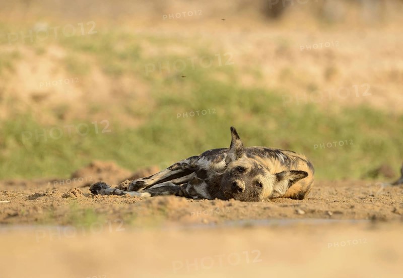 African Wild Dog