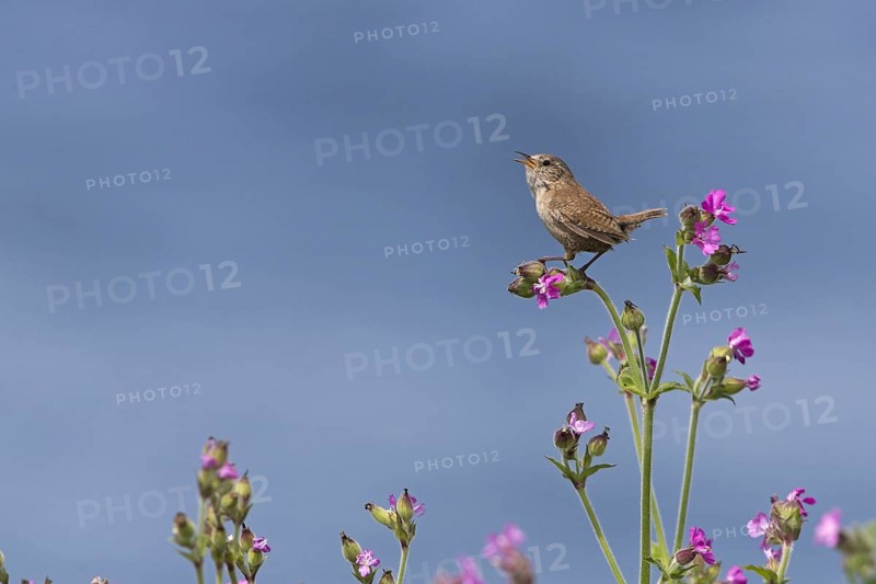 Eurasian eurasian wren