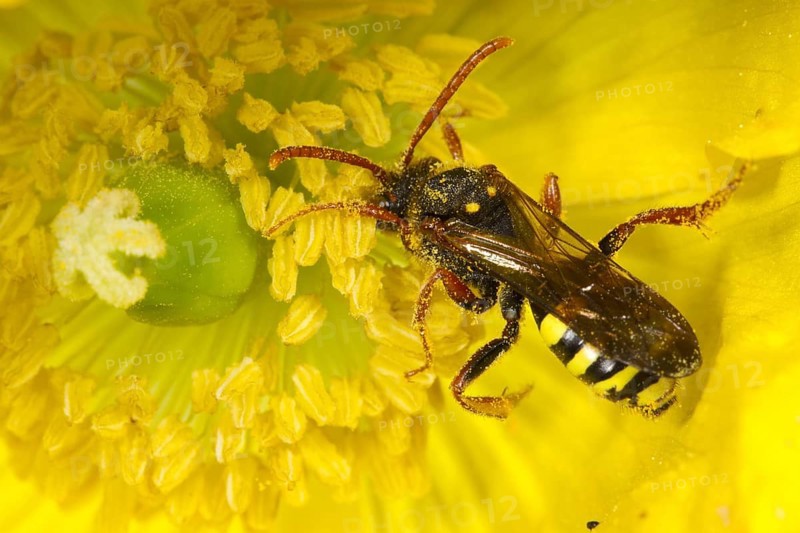 Adult female of a marsham's nomad bee