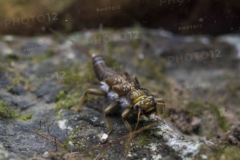 Plecoptera