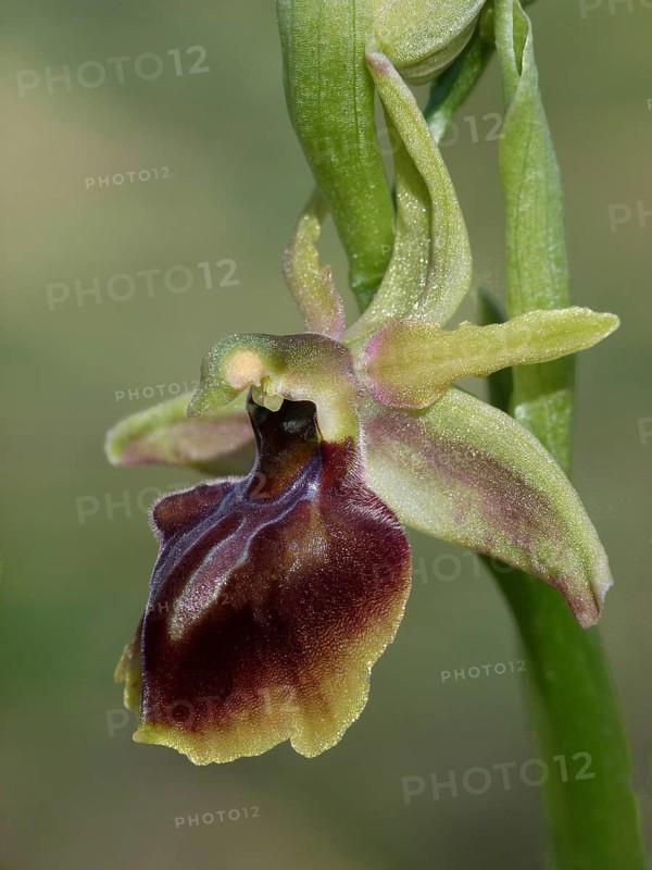 Alasian alasian orchid