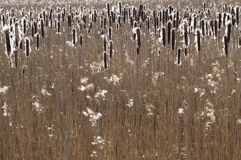 Common reed