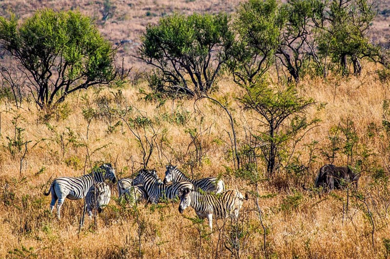Plains zebras