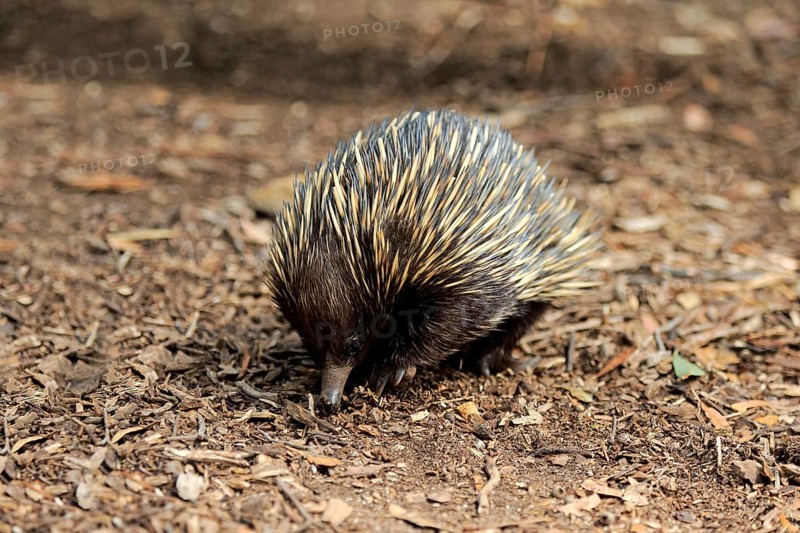 Short-beaked Echidna